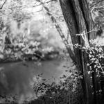 ombrone river bokeh