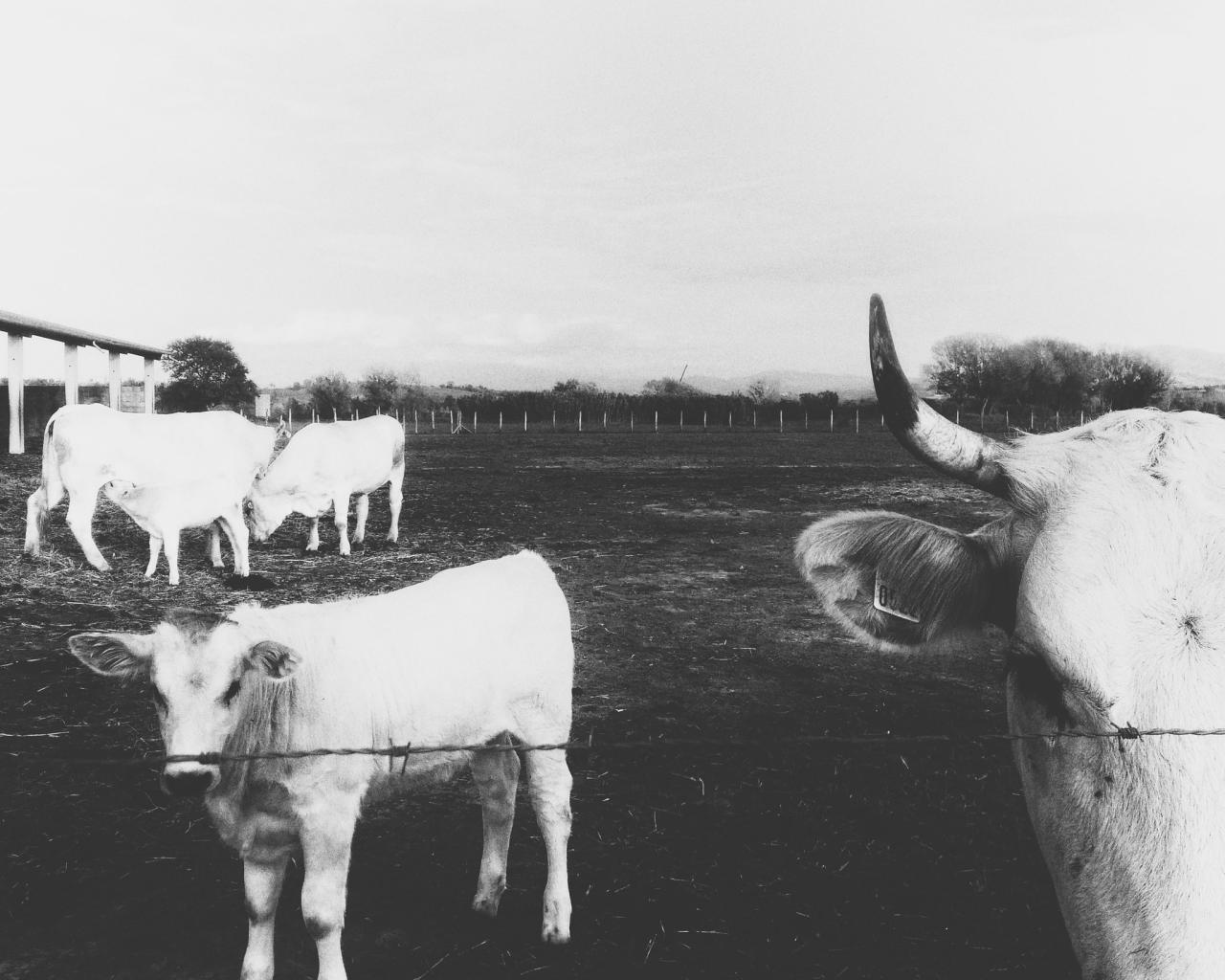 classic-cow