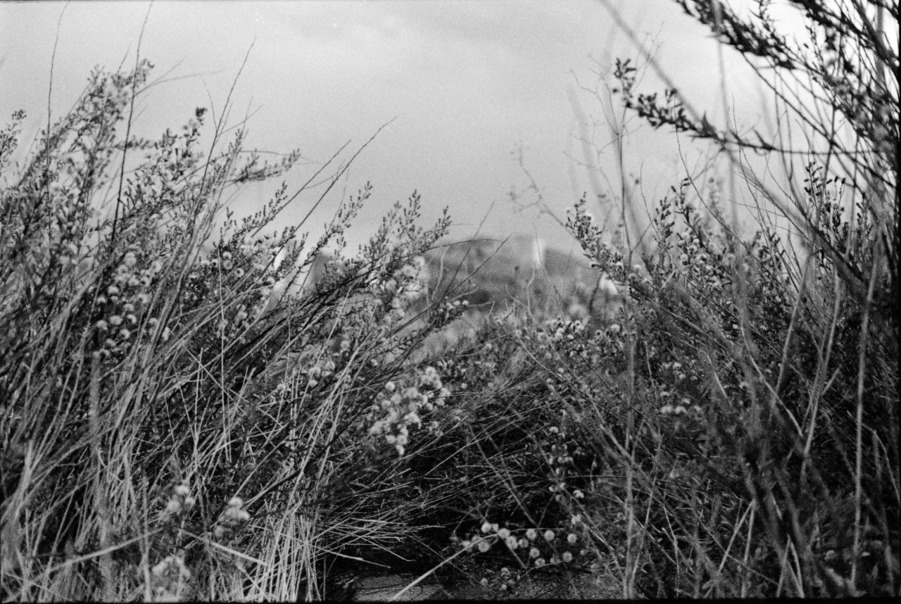 analog-urban-field