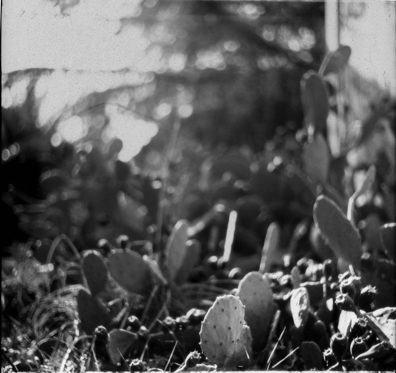 cactus-pear-symphony