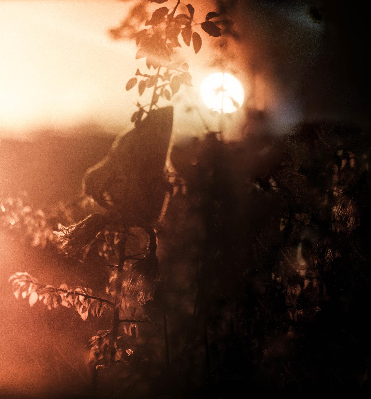 christmas-flora